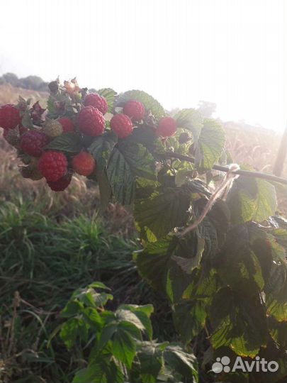 Саженцы малины Полька