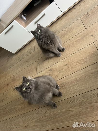 Зооняня, котоняня, кото-няня. присмотр за котами