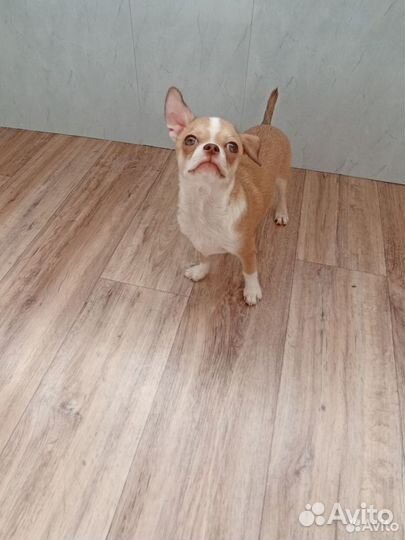 Щенки чихуахуа