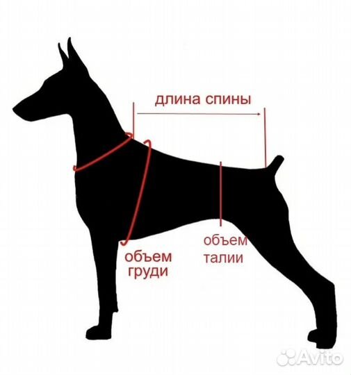 Одежда для собак