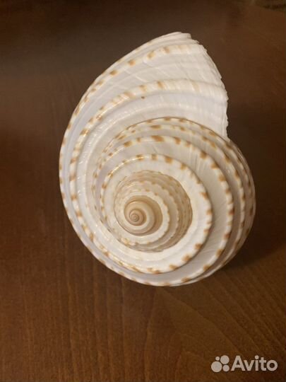 Ракушка морская большая