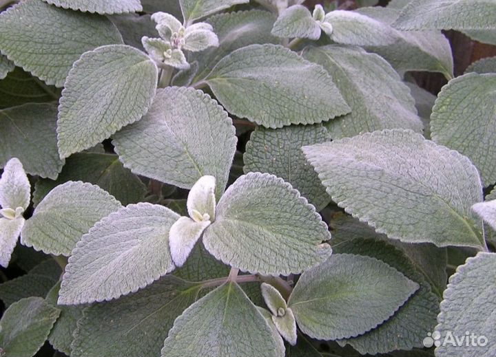 Мята шоколадная