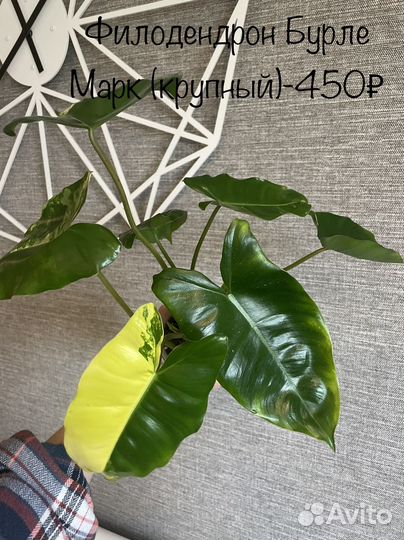 Домашние растения