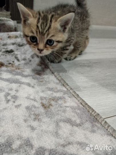 Шотландские котята