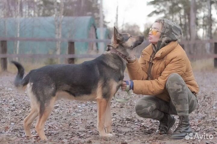 Овчарка в добрые руки