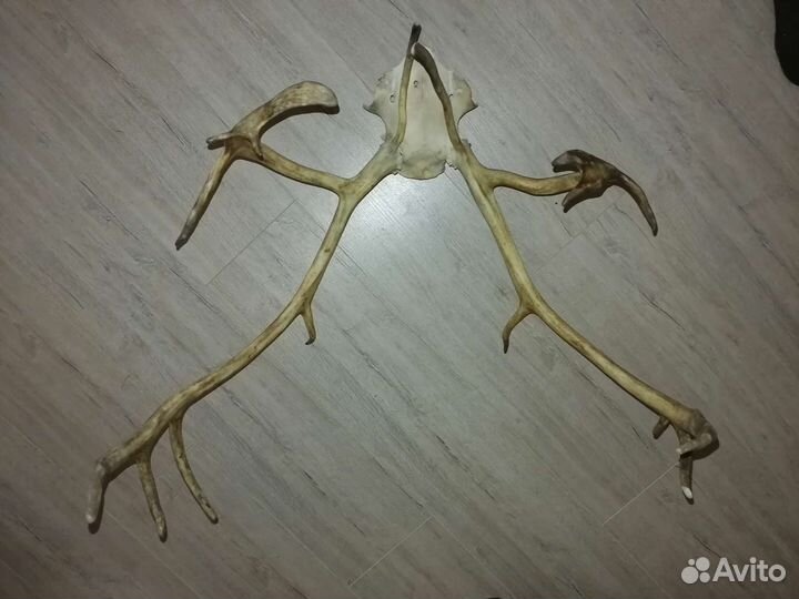 Рога оленя на черепе