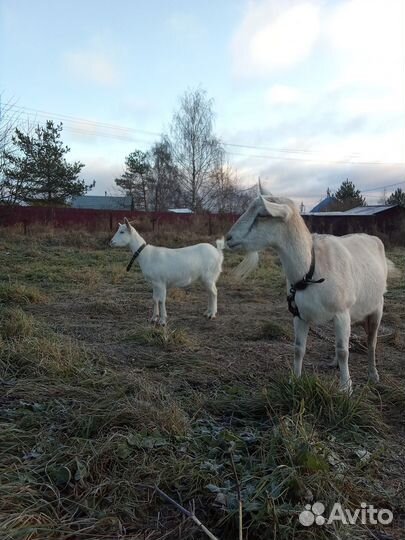 Зааненская коза