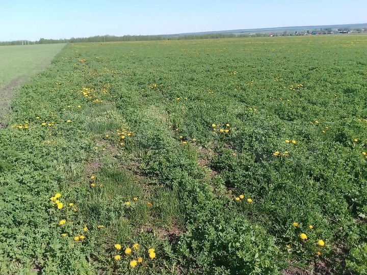 Участок 450 га (СНТ, ДНП)