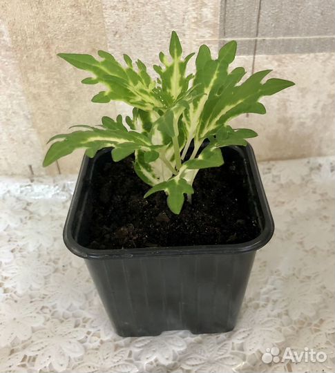 Колеус вегетативный