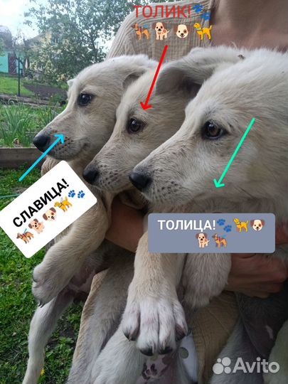 Щенки хаски и овчарки