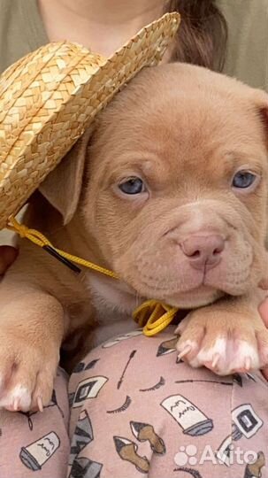 Американский булли