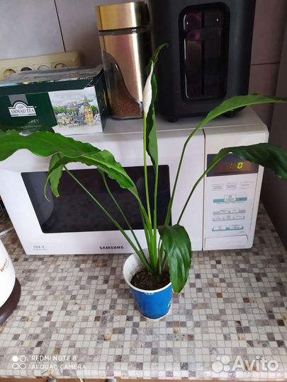 Цветок женское счастье