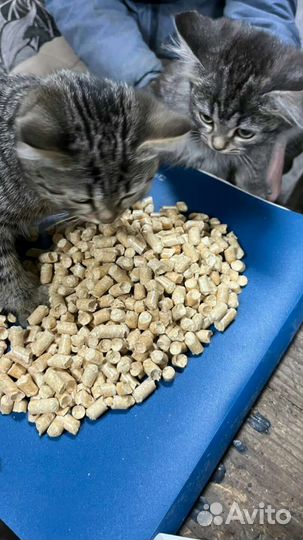 Наполнитель для кошачьего туалета древесный