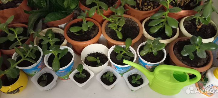 Денежное дерево толстянка (укоренившиеся ростки)