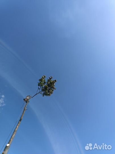 Валка деревьев, спил, удаление, расчистка