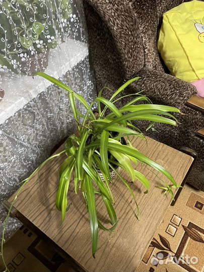 Хлорофитум