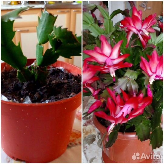 Комнатные цветы