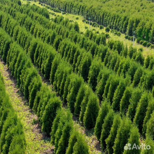 Туя брабант с бесплатной доставкой
