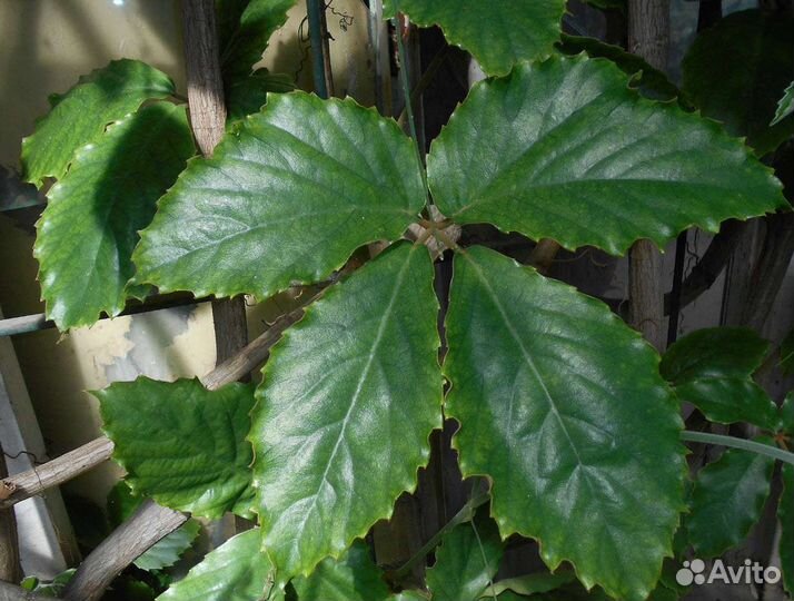 Тетрастигма Вуанье