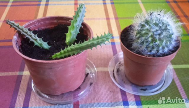 Кактусы и суккуленты