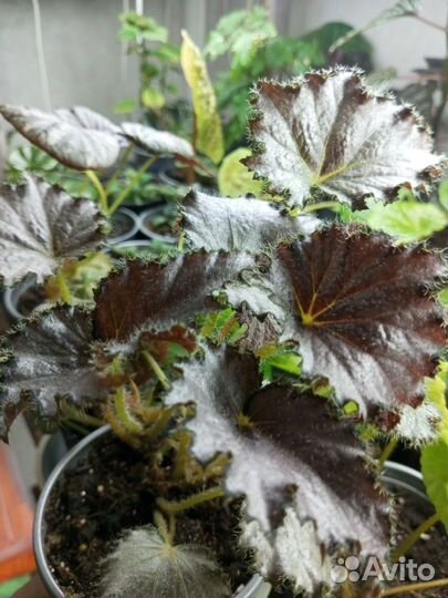 Комнатные цветы