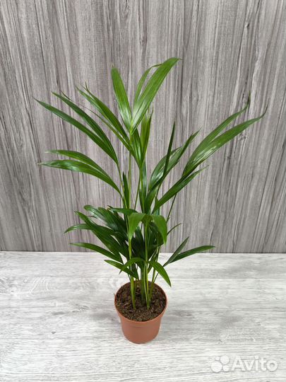 Пальма Арека Дипсис