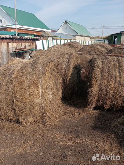 Продам сено в рулонах