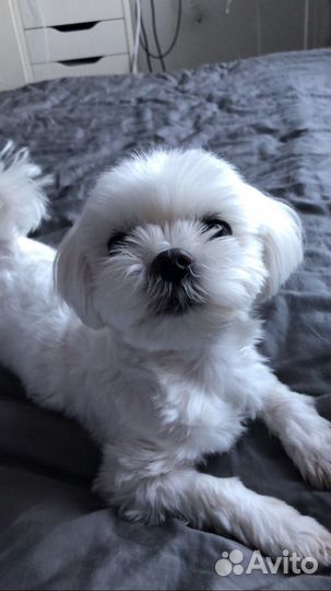 Не продажа Мальтийская болонка кобель для вязки