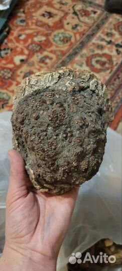 Кап берёзовый