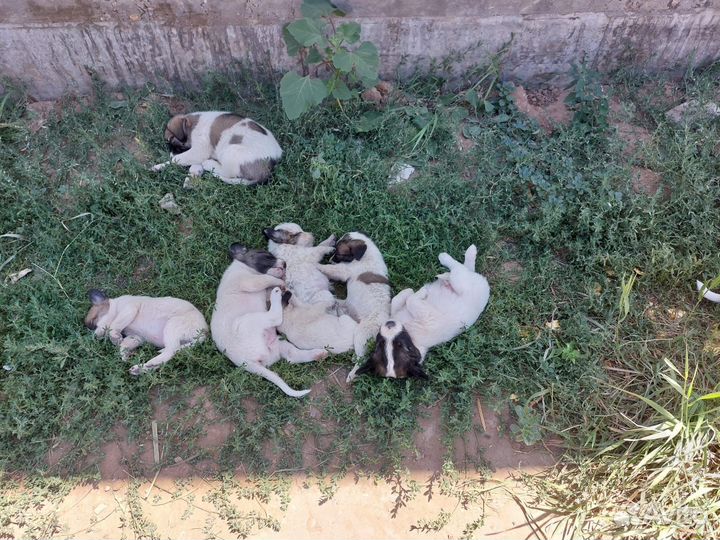 Щеночки лапочки