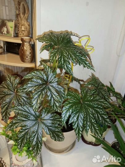 Бегония Грифон