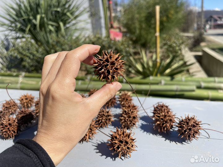 Ликвидамбар шишки природный материал