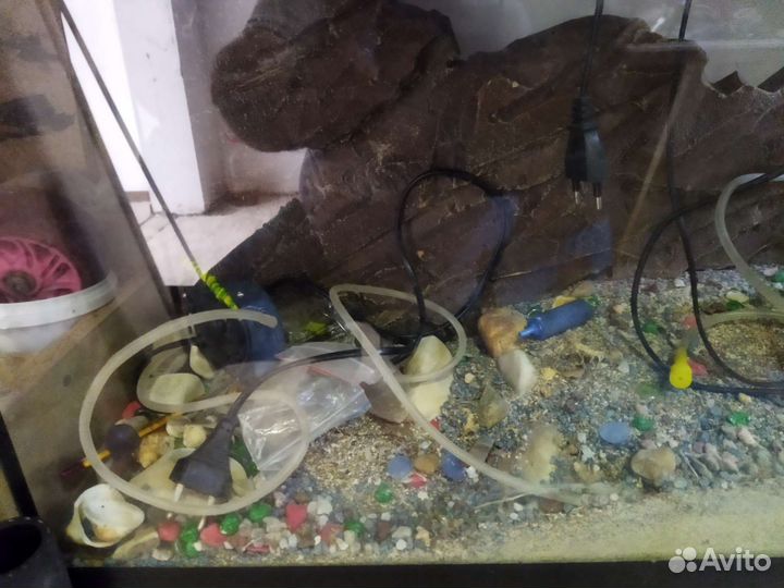 Черепаха с аквариумом