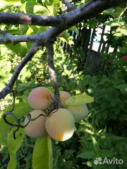 Продам саженцы жёлтой сливы