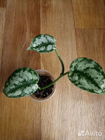 Сциндапсус,эпипремнум