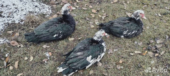 Мускусные утки