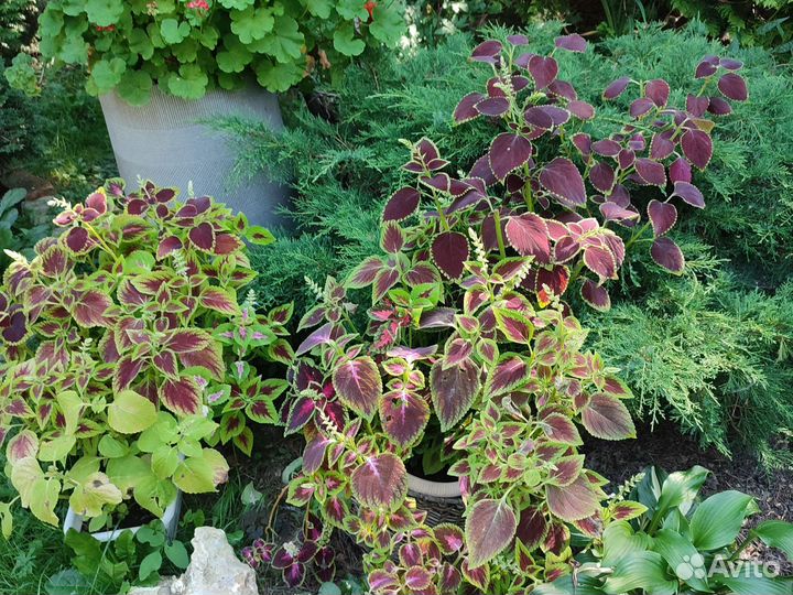 Колеус (крапивка)