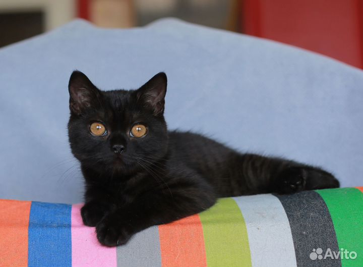 Черный британский котик