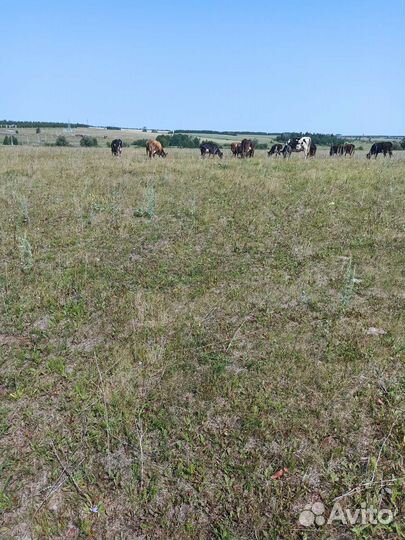 Продам корову