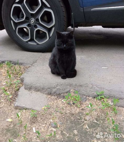 Спасите Симу от отравы