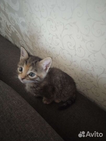 Котята ждут хозяина