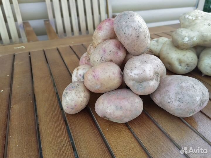 Продам картофель