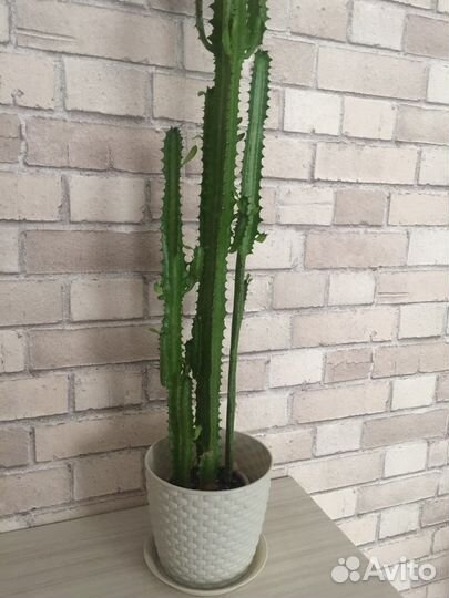 Молочай трехгранный