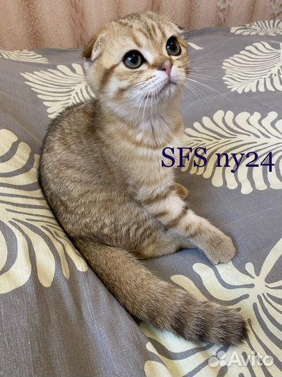 Вислоухий шотландский котёнок