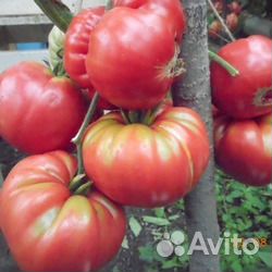 Семена томатов