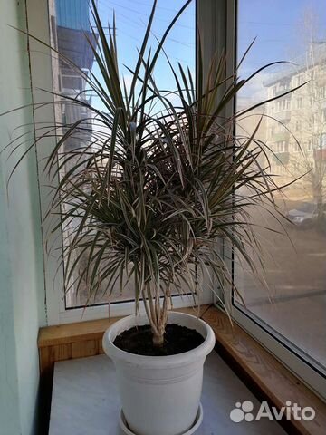 Пальма драцена