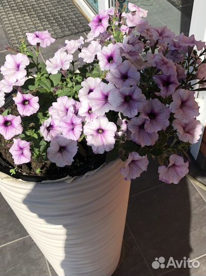 Помогу одиноким старикам