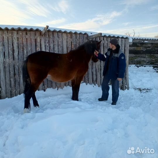 Продам жеребца