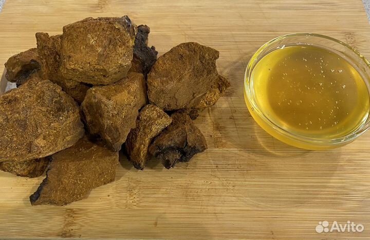 Чага березовый гриб