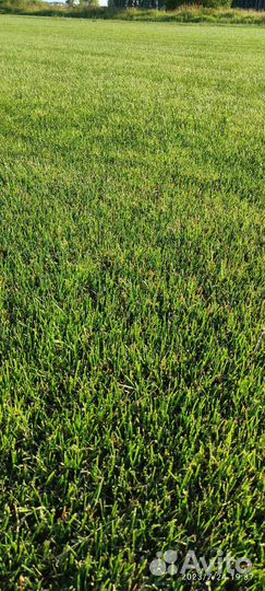 Рулонный газон